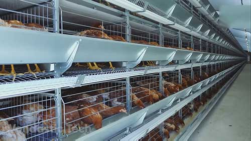 自动产蛋农场的生产过程