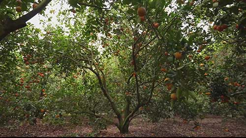 埃及的水果出口