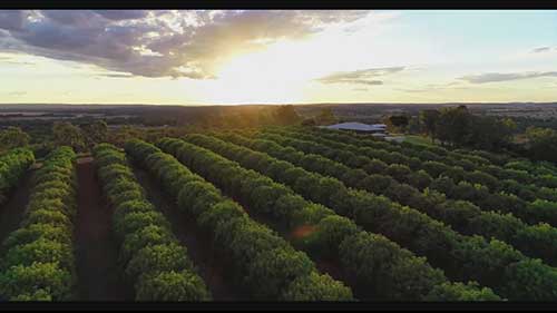 昆士兰柑橘销售