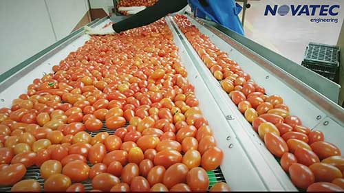 水果加工包装生产线