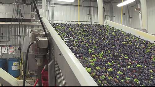 蓝莓的收获和加工