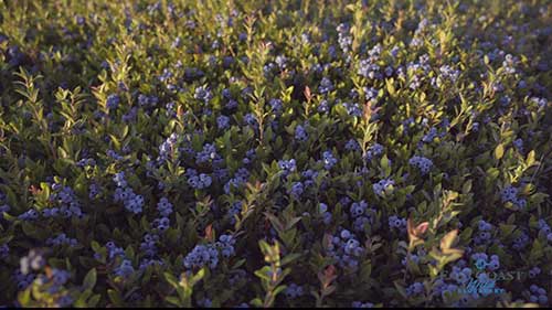 蓝莓种植和加工过程