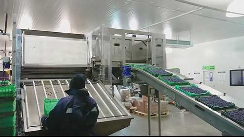 蓝莓全自动生产线