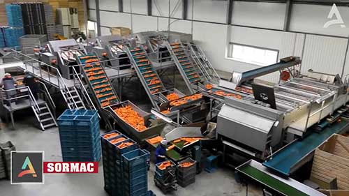 胡萝卜的清理和加工