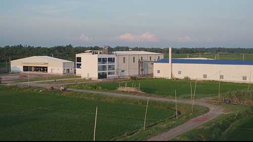 无菌芒果果肉加工