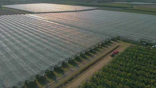 猕猴桃的收获和加工