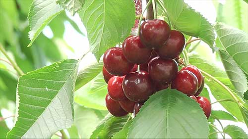 哥伦比亚的樱桃产业