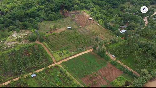 一家百香果批发供应商