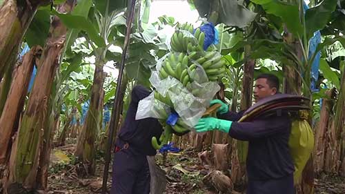 香蕉收获和包装