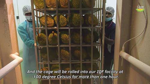 冷冻榴莲处理技术