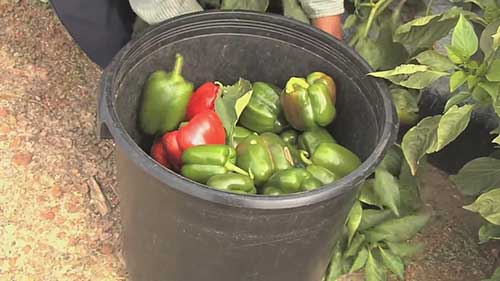 实现全年蔬菜供应