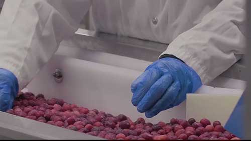 蔓越莓质量检测