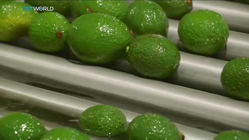 南非牛油果产业