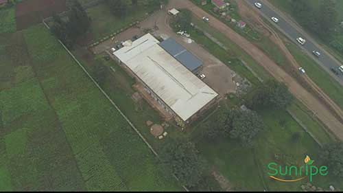 肯尼亚牛油果销售