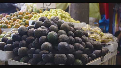 牛油果的种植和供应