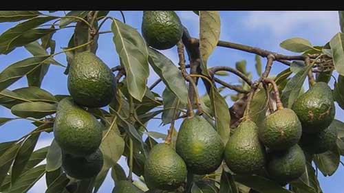 牛油果十大出口国