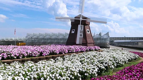 温室和园林植物育种