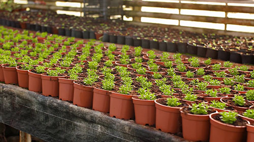 温室电扇和空气流通