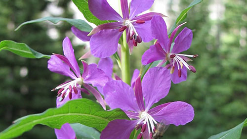 可持续园林景观建设