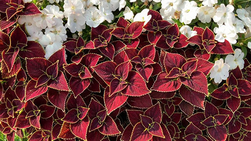 几种容易种植的一年生花卉