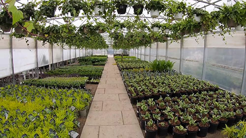 适宜阴凉处种植的花卉