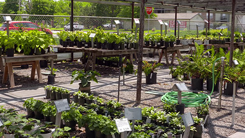 适宜阴凉处种植的植物