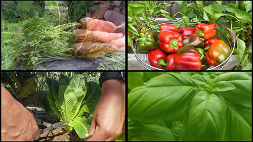 什么是二年生植物