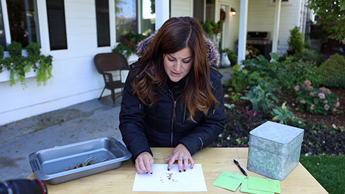 收集和保存种子