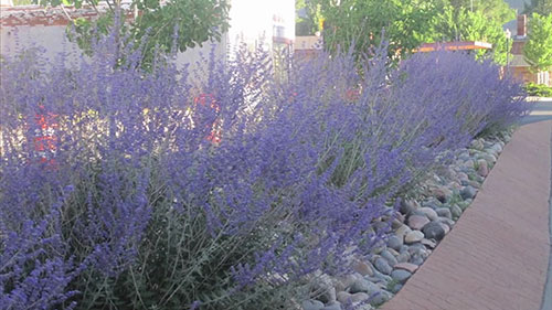 5种适宜种植的多年生植物