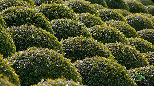 如何种植黄杨木