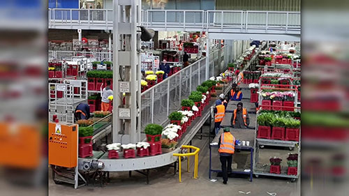 荷兰的鲜花拍卖