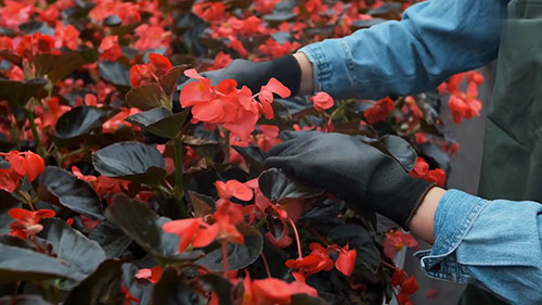 秋海棠繁殖方法