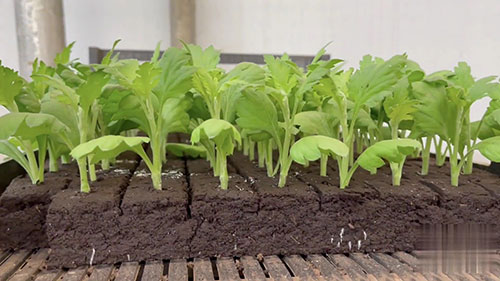 如何种植商业菊花