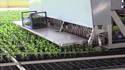 菊花的高科技种植