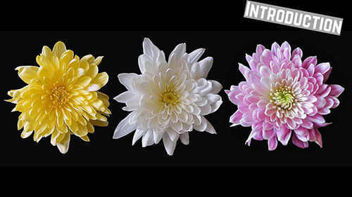 商业菊花的生产