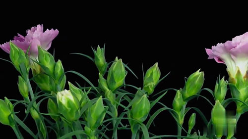 种植商业康乃馨