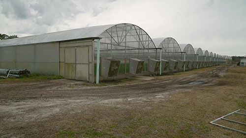 北卡罗来纳州的花农