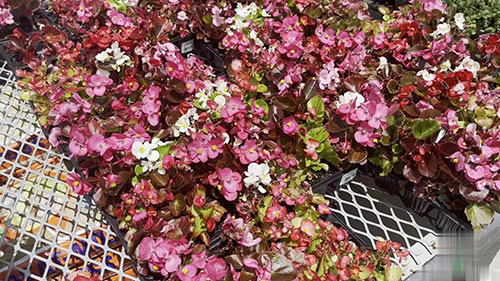 简单易行的秋海棠种植