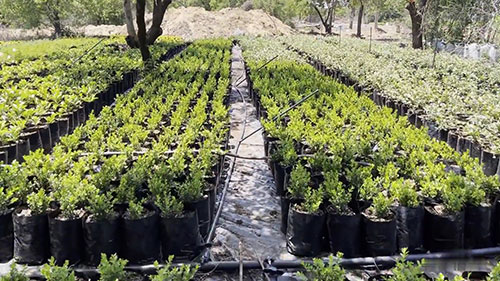 黄杨木种植技巧