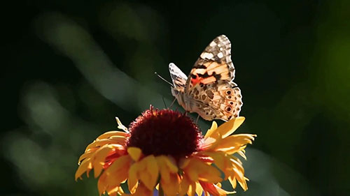 如何获得苗圃种植的高利润