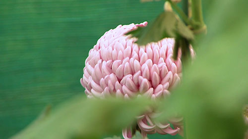 了解菊花和它的种植