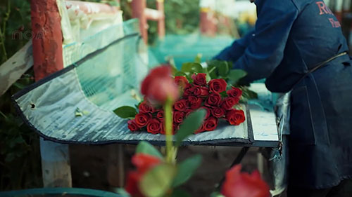 大棚中种植玫瑰