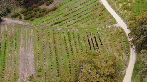澳洲一座花卉农场