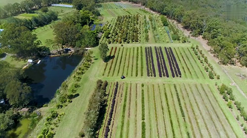 种植澳洲本土花卉