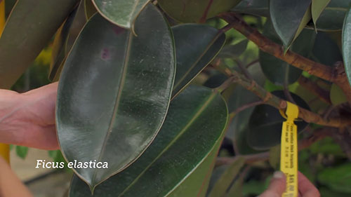 新加坡园艺中心之旅