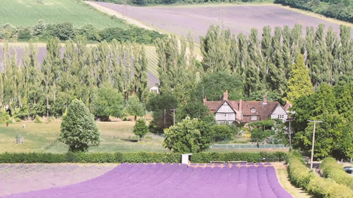 Castle Farm薰衣草农场