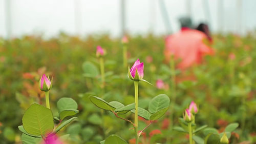 肯尼亚的玫瑰绿洲