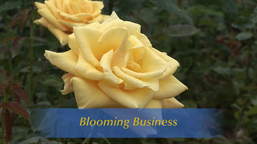 “美国花篮”加利福尼亚州