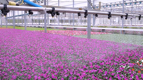 北卡罗来纳州生产观赏植物