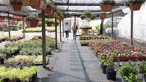 花卉农场Dirty Thumb Nursery